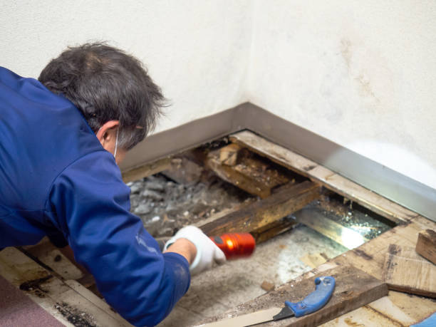 Best Black Mold Removal  in Ojai, CA