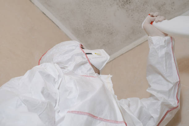 Best Mold Damage Repair  in Ojai, CA