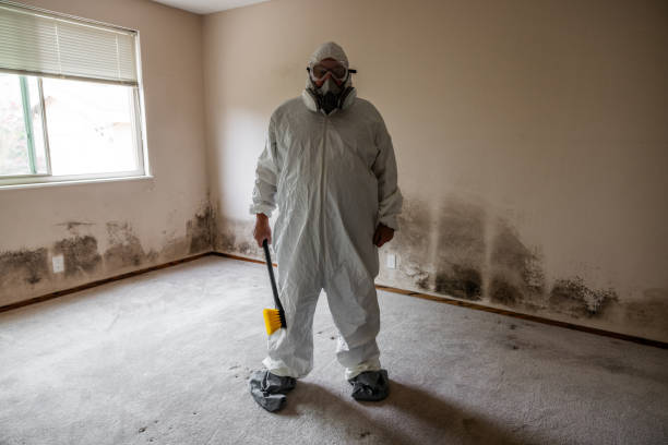 Mold Removal and Inspection in Ojai, CA