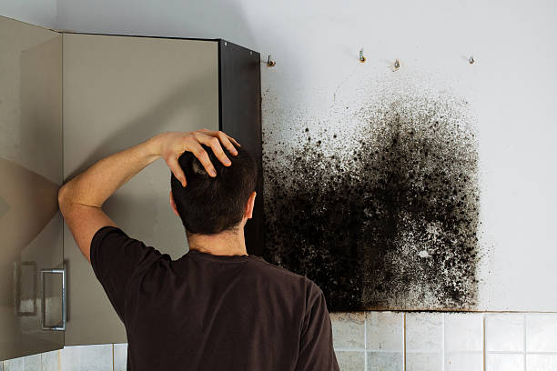 Best Local Mold Removal Service  in Ojai, CA