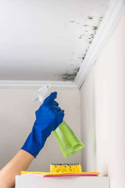 Trusted Ojai, CA Mold Removal Experts