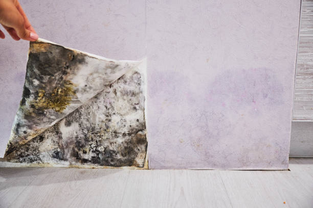 Best Mold Testing  in Ojai, CA